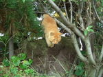 080920_enoshima_neko001.jpg