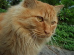 080920_enoshima_neko002.jpg