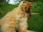 080920_enoshima_neko003.jpg