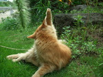 080920_enoshima_neko004.jpg