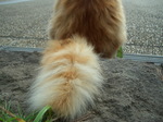080920_enoshima_neko005.jpg
