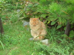 080920_enoshima_neko006.jpg