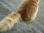 080920_enoshima_neko007.jpg