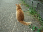 080920_enoshima_neko008.jpg