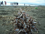 080927e_katase011.jpg