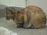 081019_enoshima_neko003.jpg