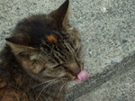 081019_enoshima_neko004.jpg
