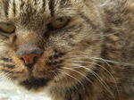 081019_enoshima_neko005.jpg