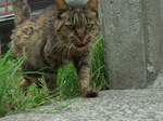 081019_enoshima_neko006.jpg