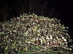 081216_mitsumata_001.jpg