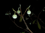 081216_mitsumata_002.jpg
