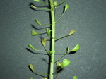 090204_002.jpg