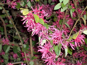 090331_benibana_tokiwamansaku_001.jpg