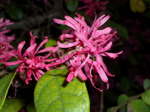 090331_benibana_tokiwamansaku_002.jpg