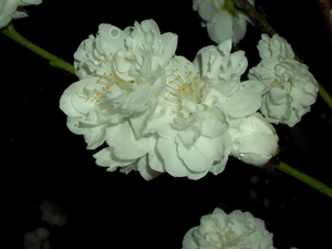 090401_hanamomo_001.jpg