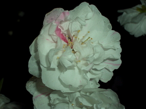 090401_hanamomo_002.jpg