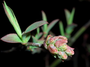090402_blueberry_002.jpg