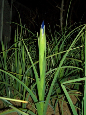 090402_iris_001.jpg