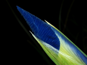 090402_iris_002.jpg