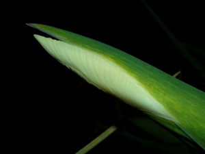 090402_iris_003.jpg