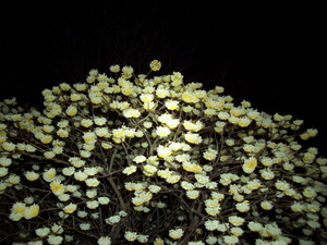 090403_mitsumata_001.jpg