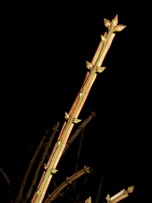 090404_nishikigi_003.jpg