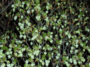 090405_doudantsutsuji_001.jpg