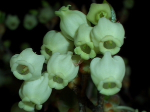090405_doudantsutsuji_002.jpg