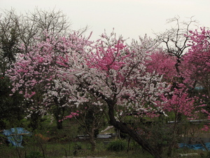 090405_hanamomo_001.jpg