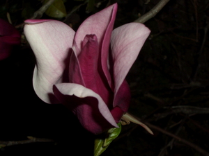 090406_shimokuren_001.jpg