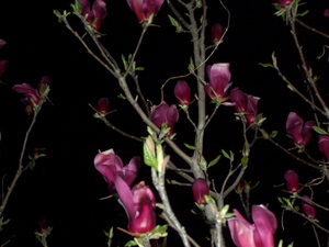 090406_shimokuren_002.jpg