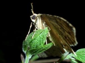 090408_shakuga_001.jpg