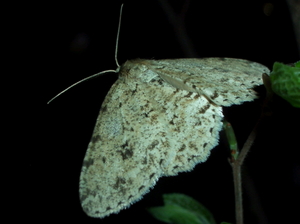 090408_shakuga_002.jpg