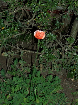 090409_hinageshi_002.jpg