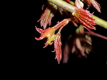 090409_momiji_002.jpg