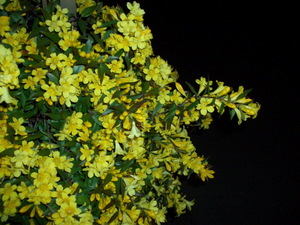 090410_karonaira_jasmine_001.jpg