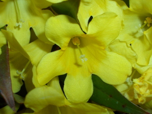 090410_karonaira_jasmine_002.jpg