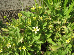 090411_kitsunenobotan_001.jpg