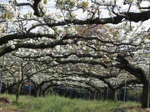 090411_nashi_001.jpg