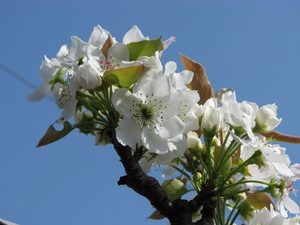 090411_nashi_002.jpg