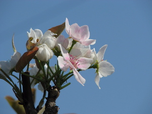090411_nashi_003.jpg