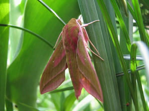 090412_benisuzume_001.jpg