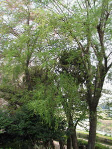 090412_yanagi_001.jpg