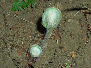 090412_zenmai_001.jpg