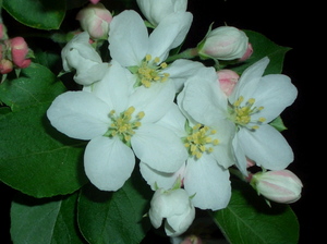 090413_hime_ringo_002.jpg