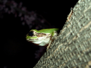 090415_amagaeru_001.jpg