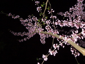 090415_hanazuou_002.jpg