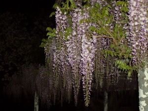 090416_fuji_001.jpg