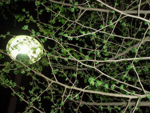 090418_ichou_001.jpg