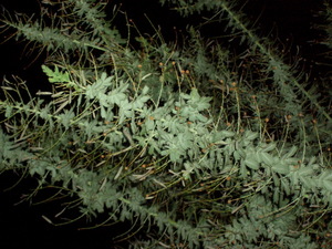 090419_ginyouakashia_001.jpg